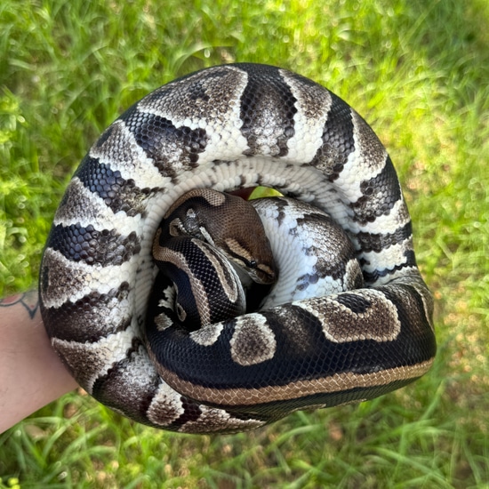 Raven Ball Python by Modern Reptile Shop