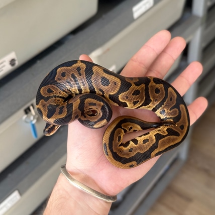 Leopard 66% DBL Het Puzzle Pied Ball Python