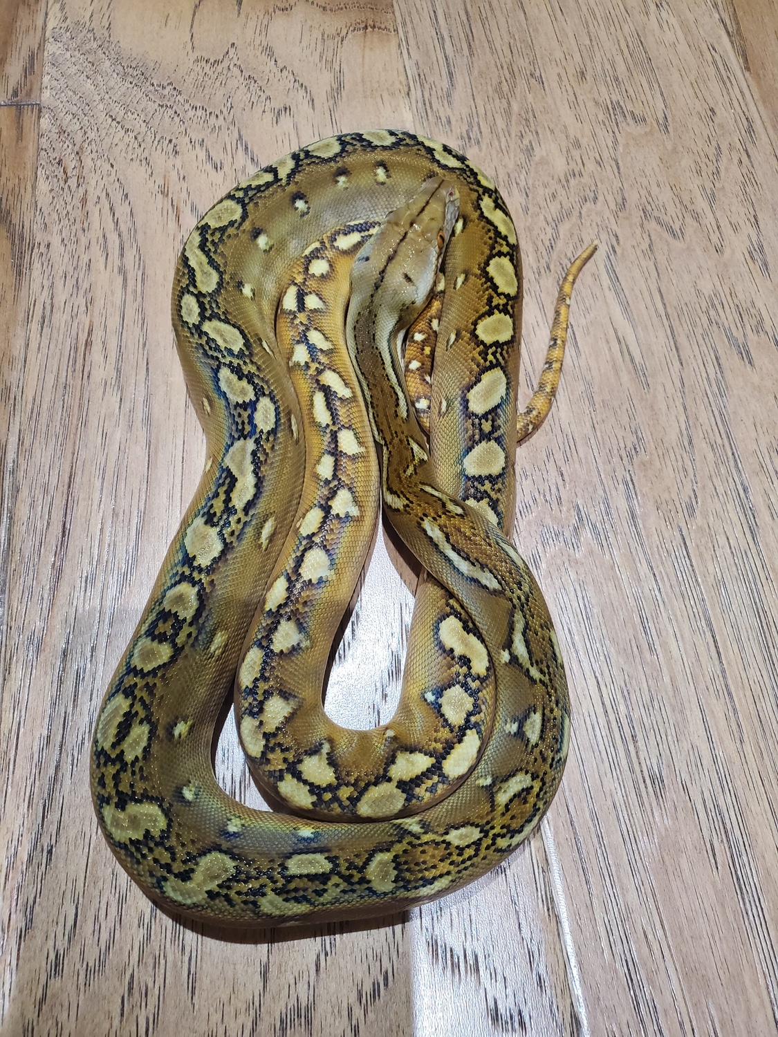 Phantom Sunfire Reticulated Python by LowCountry Retic - MorphMarket