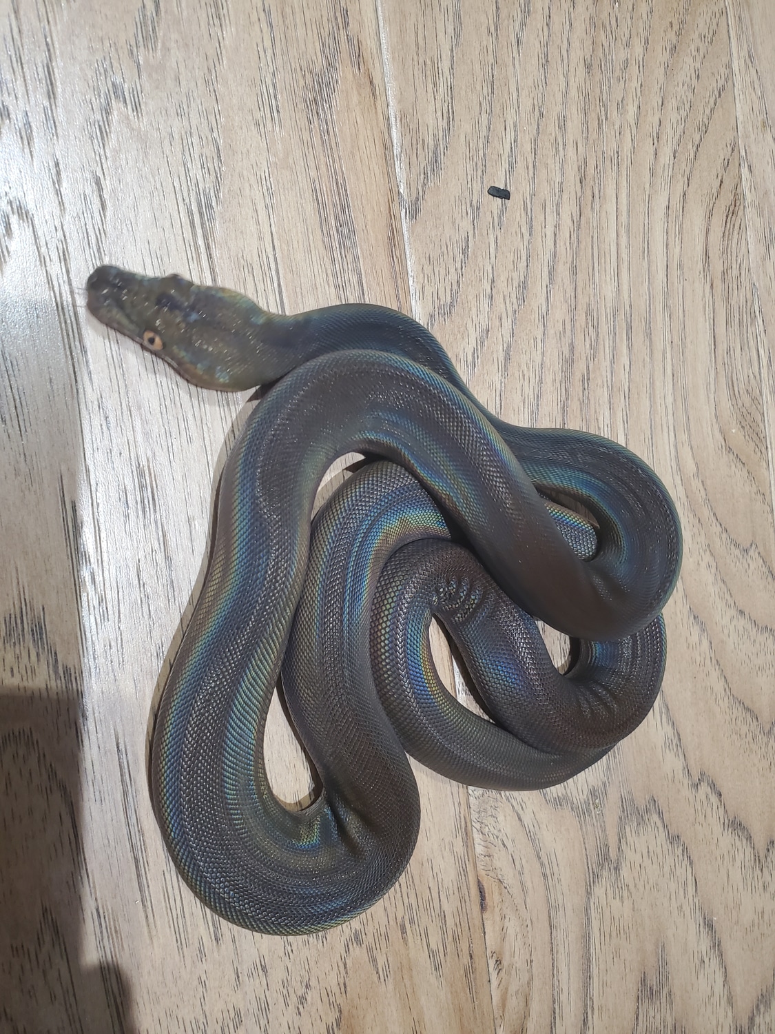 GoldenChild Titanium Reticulated Python by LowCountry Retic - MorphMarket