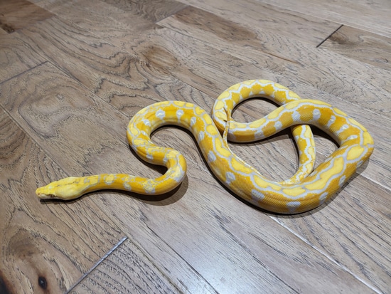 Albino Citron Het Orange Ghost Stripe Reticulated Python by LowCountry ...
