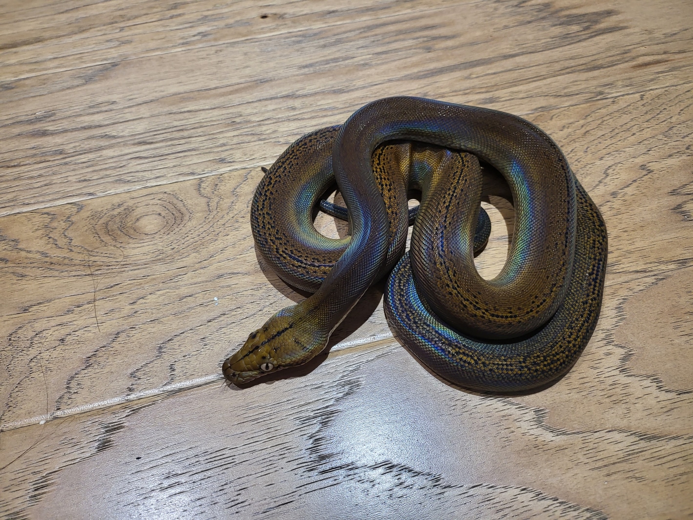 GoldenChild Citron Het Orange Ghost Stripe 66% Het Albino