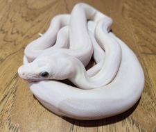 Super Phantom Reticulated Python by LowCountry Retic - MorphMarket