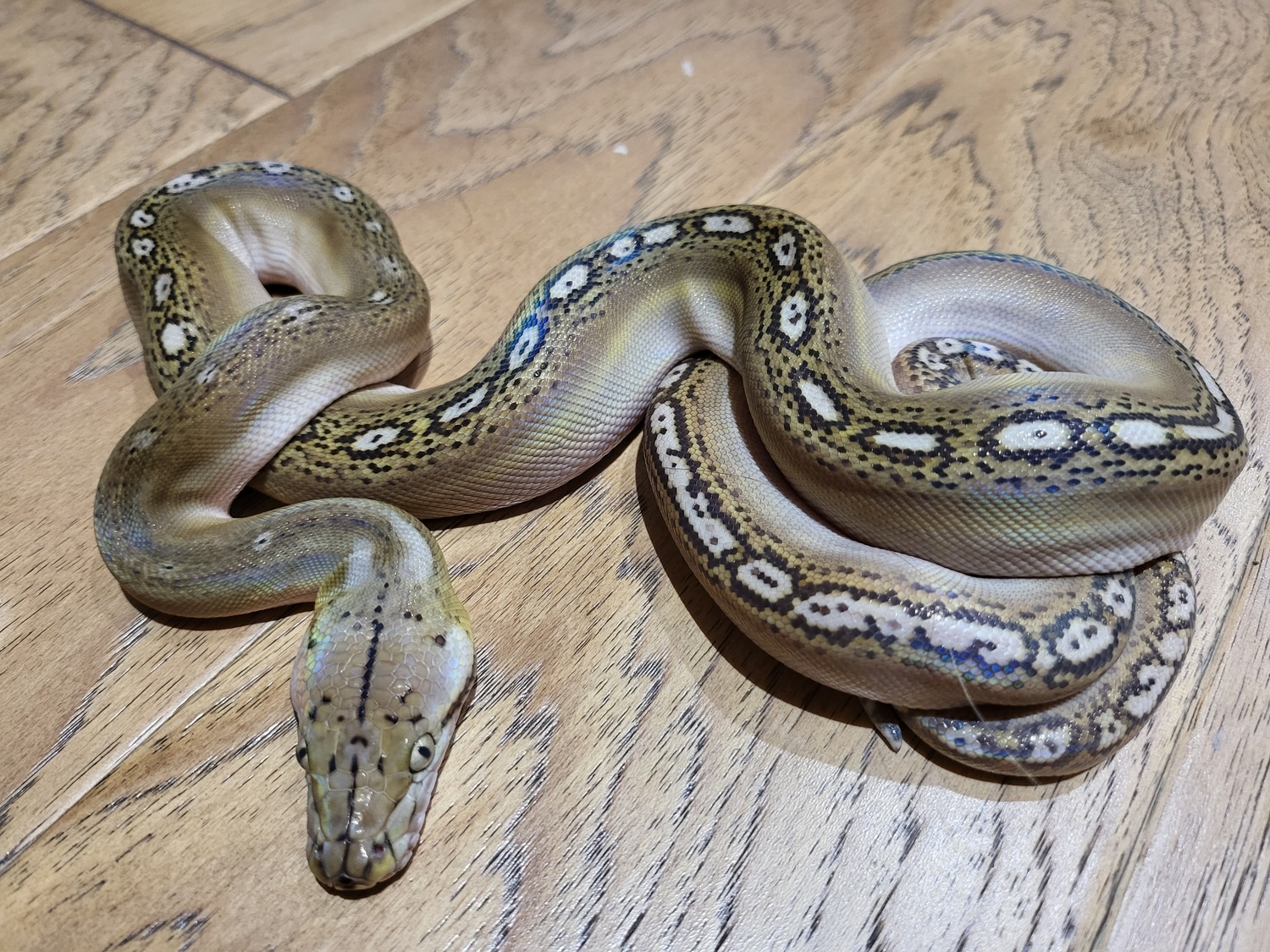 Motley Phantom Reticulated Python by LowCountry Retic MorphMarket