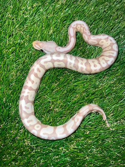 2022 Pastel Super Banana Ball Python by Houston Underground Animals