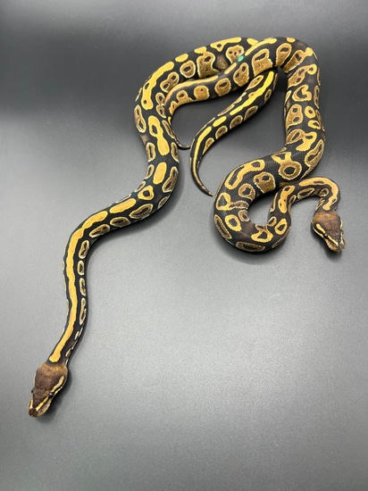 Mahogany Het Hypo Ball Python by Houston Underground Animals