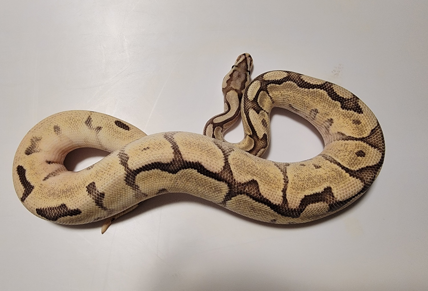 Lesser Fire Spider Leopard Ball Python by Striking Scales - MorphMarket