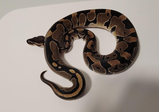 Normal Het Pied Pos Het Albino Ball Python by Striking Scales