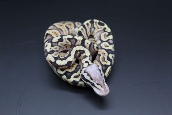 Super Pastel GHI Pos Fire Ball Python by Striking Scales