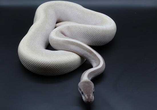 Purple Passion Ball Python by Striking Scales