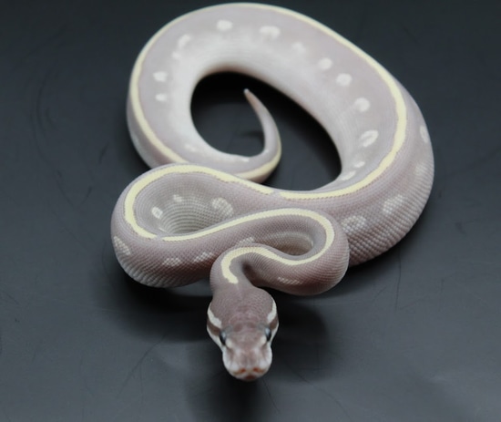 Purple Passion Ball Python by Striking Scales