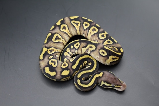 Pastave Yellow Belly Ball Python by Striking Scales
