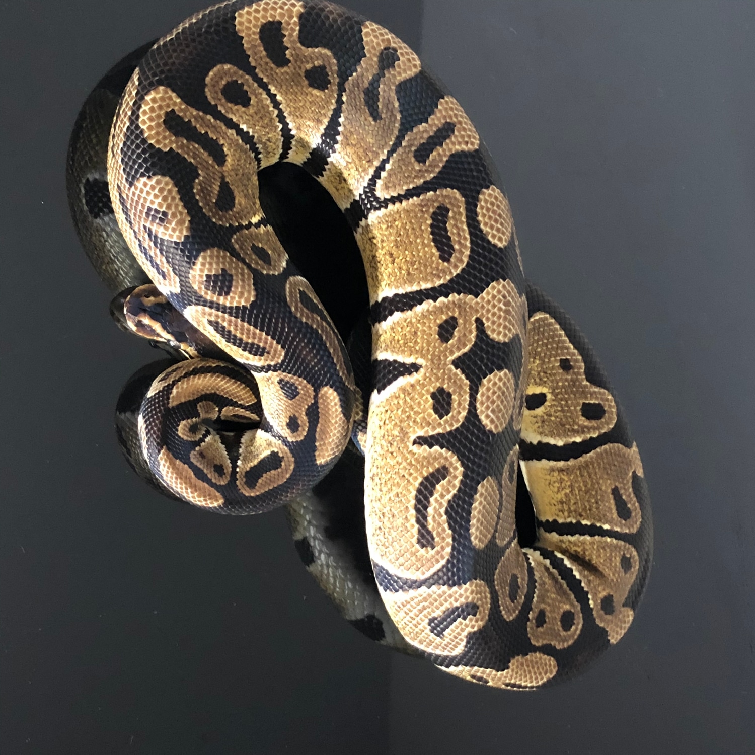 Het Sunset Ball Python by Hub City Koi & Reptiles - MorphMarket