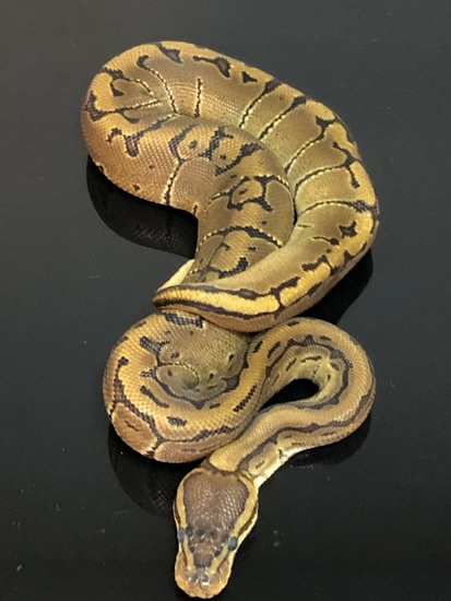 Woma Pinstripe Yellowbelly Ball Python by Hub City Koi & Reptiles