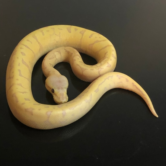 Banana Enchi Yellowbelly Lemonblast Ball Python by Hub City Koi & Reptiles
