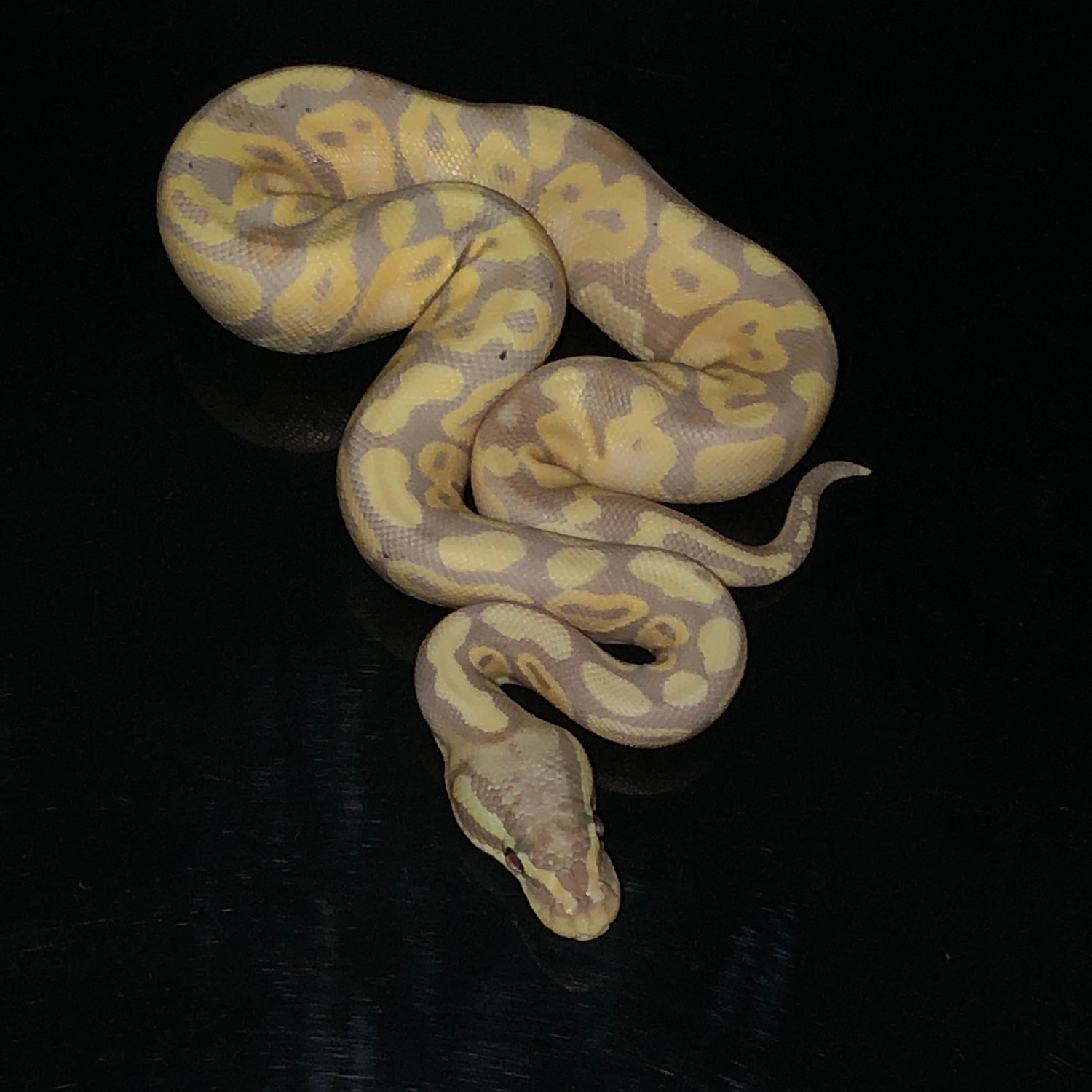 Female Maker Super Pastel Banana 50 Het Monsoon Ball Python by Hub
