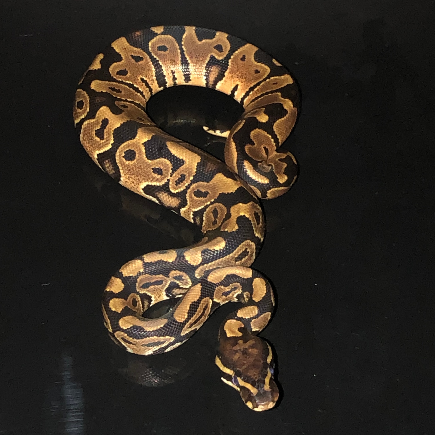 50% Het Monsoon Ball Python by Hub City Koi & Reptiles - MorphMarket