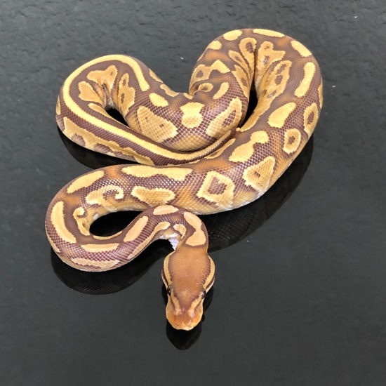 Caramel Albino Het G-Stripe Ball Python by Hub City Koi & Reptiles