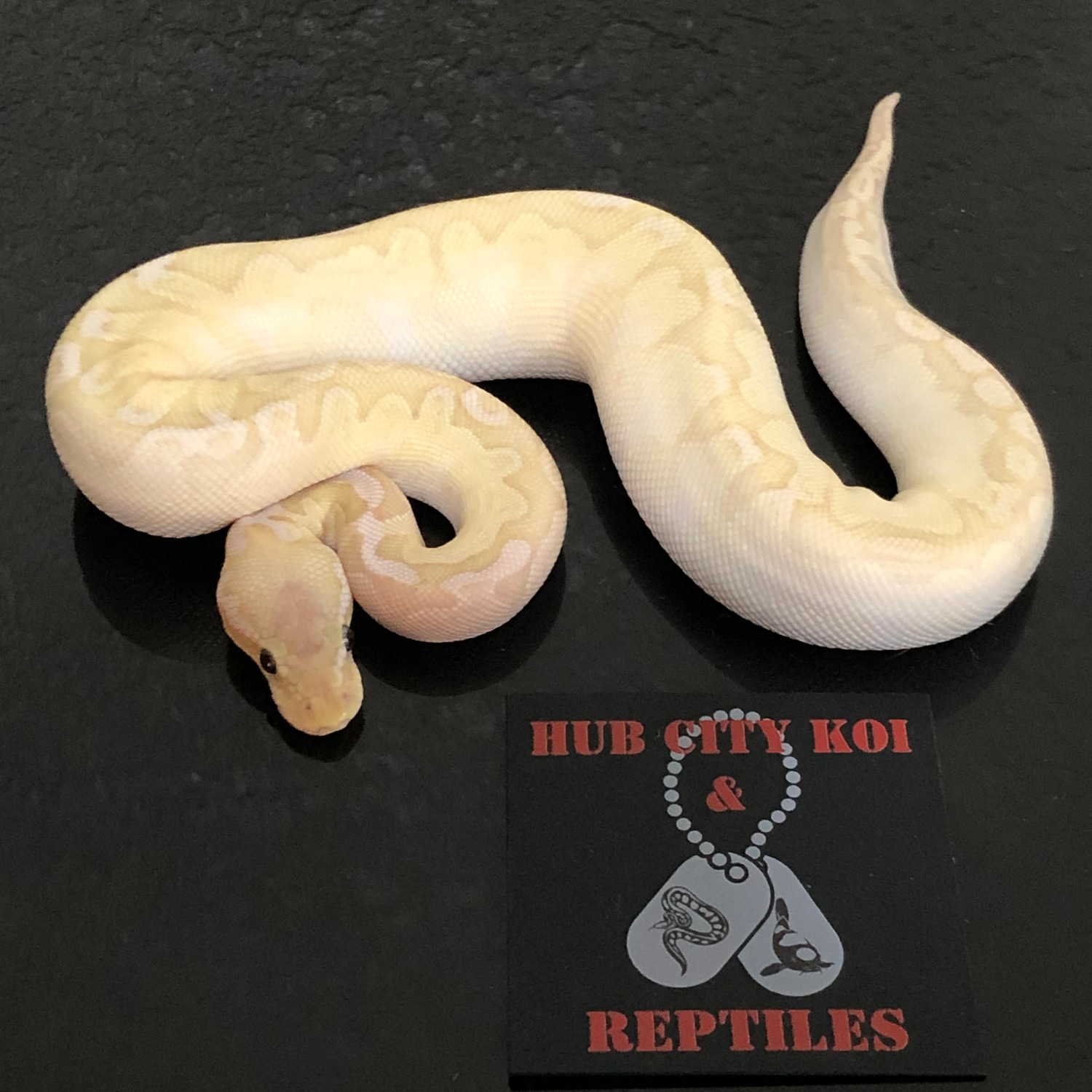 Banana Bamboo Pewter Yellowbelly Ball Python by Hub City Koi & Reptiles