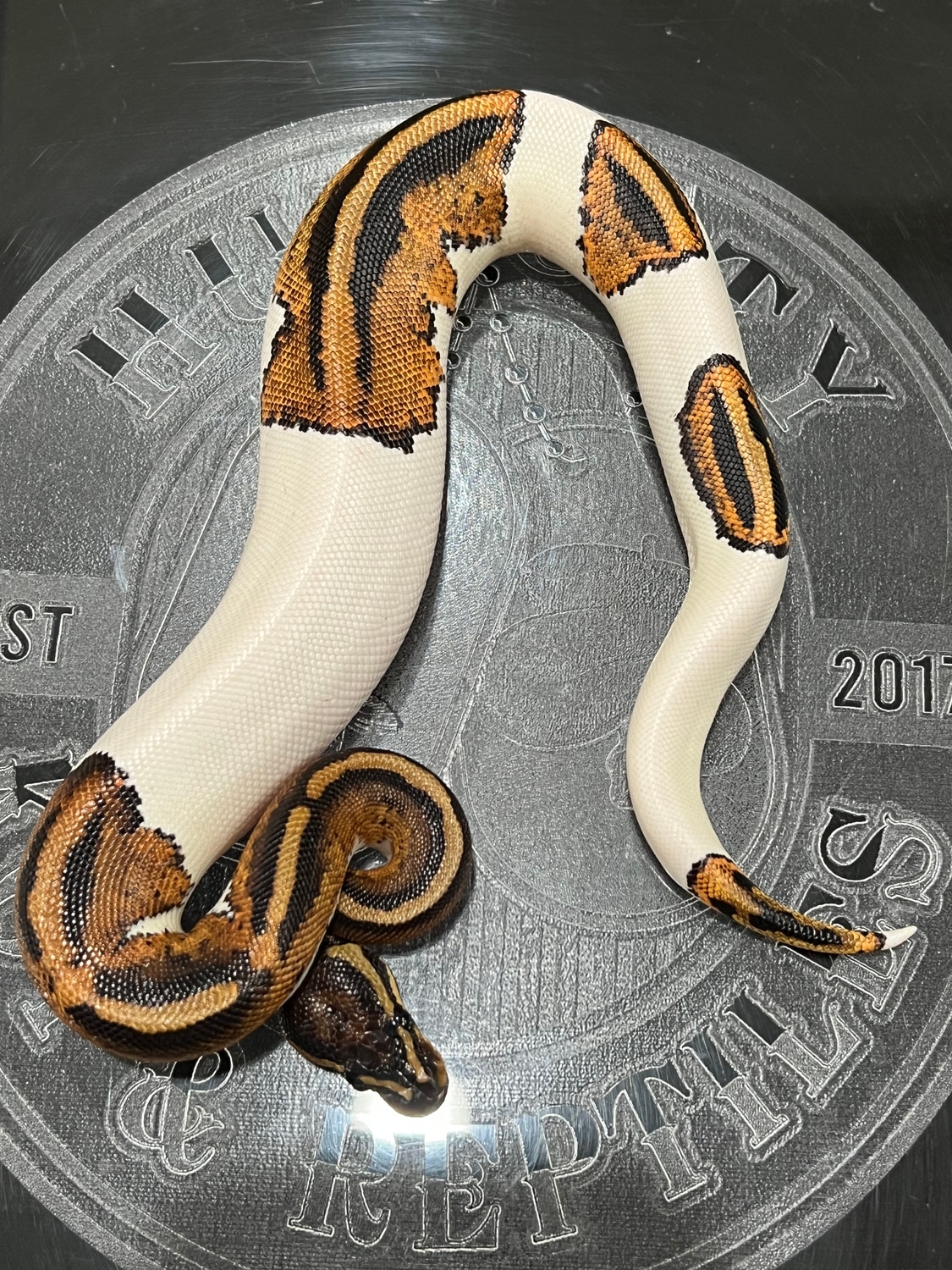 Gravel Pied 66% Het Albino Ball Python by Hub City Koi & Reptiles ...