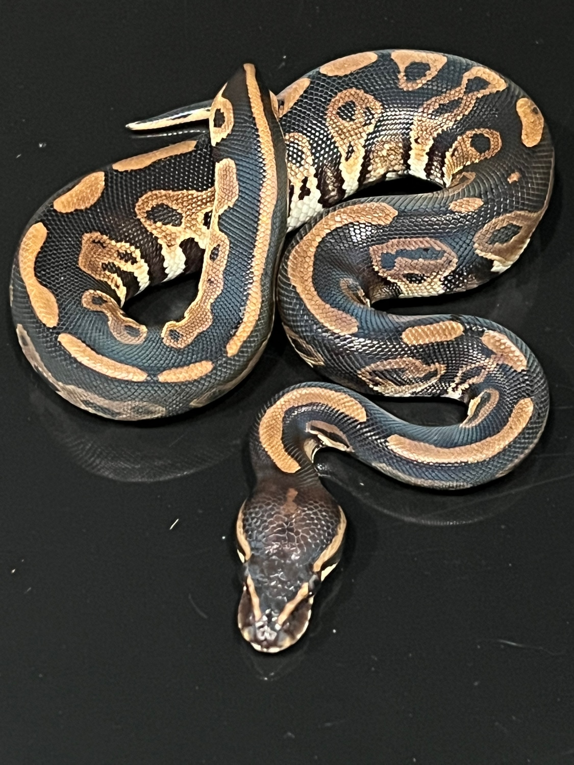 Blackhead Leopard 66% Het Clown Ball Python by Hub City Koi & Reptiles ...