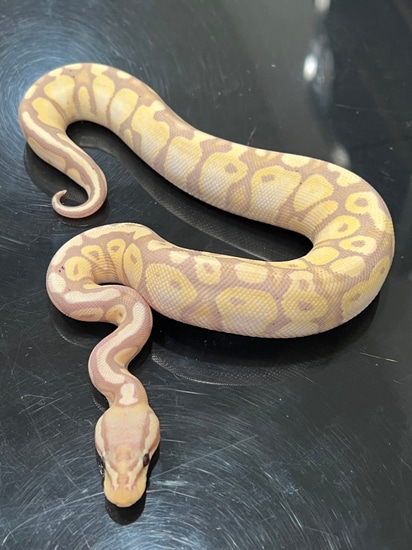 Banana Pastel Het Clown Ball Python by Hub City Koi & Reptiles