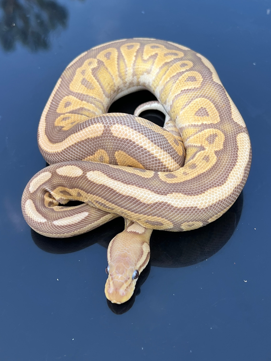 Cinnamon Caramel Albino Ball Python by Hub City Koi & Reptiles ...