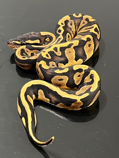 Acid Black Head Enchi Ball Python by Hub City Koi & Reptiles