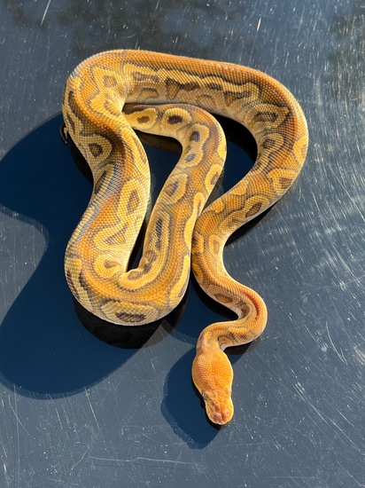 Cypress Clown Ball Python by Hub City Koi & Reptiles