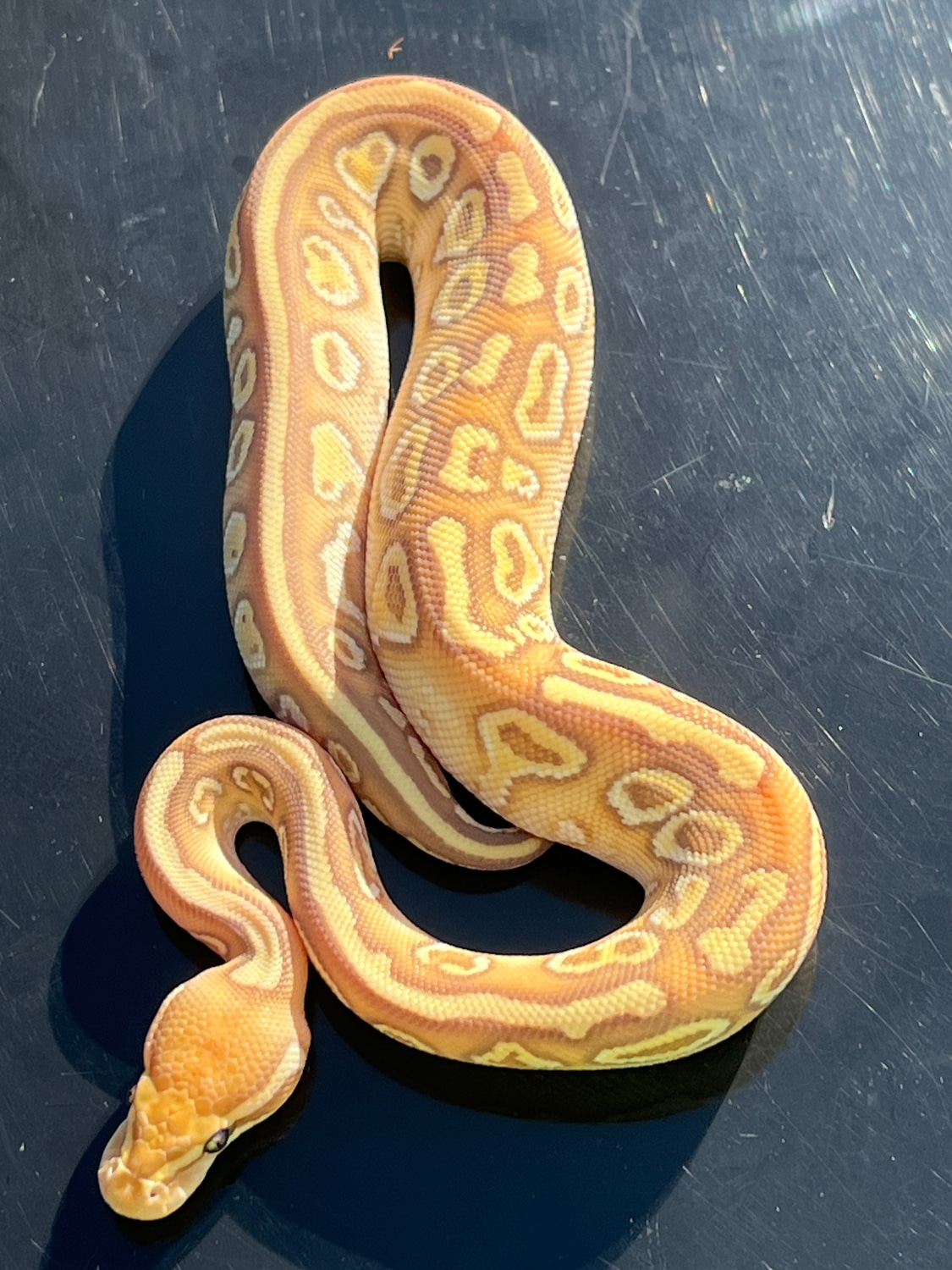 Hurricane Banana Yellowbelly Lesser 50 Het Clown