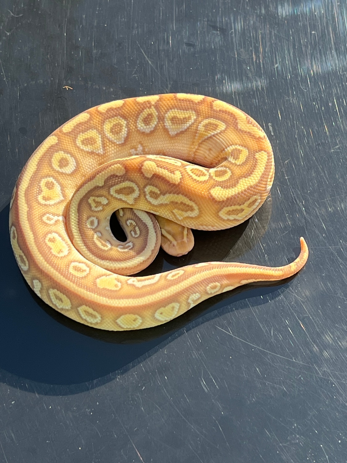 Hurricane Banana Yellowbelly Lesser 50 Het Clown