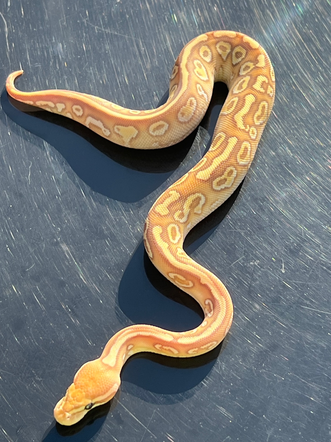 Hurricane Banana Yellowbelly Lesser 50 Het Clown