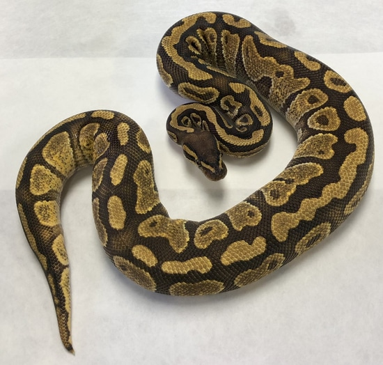 Hurricane Het Hypo Ph Clown DG Ball Python by Hudson Valley Herpetological