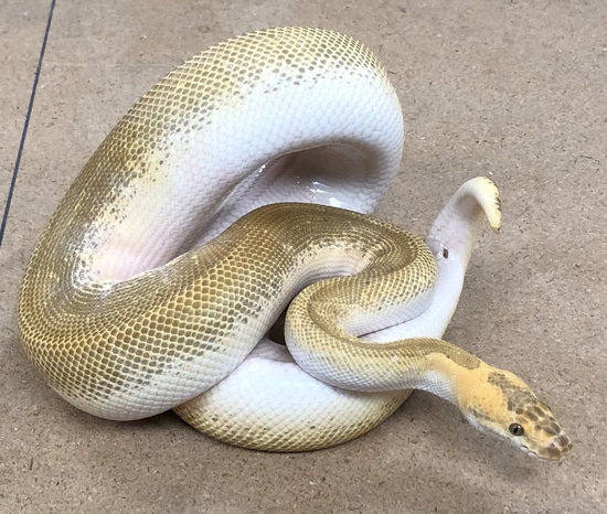 Butter Enchi Blade Clown Ball Python by Hudson Valley Herpetological