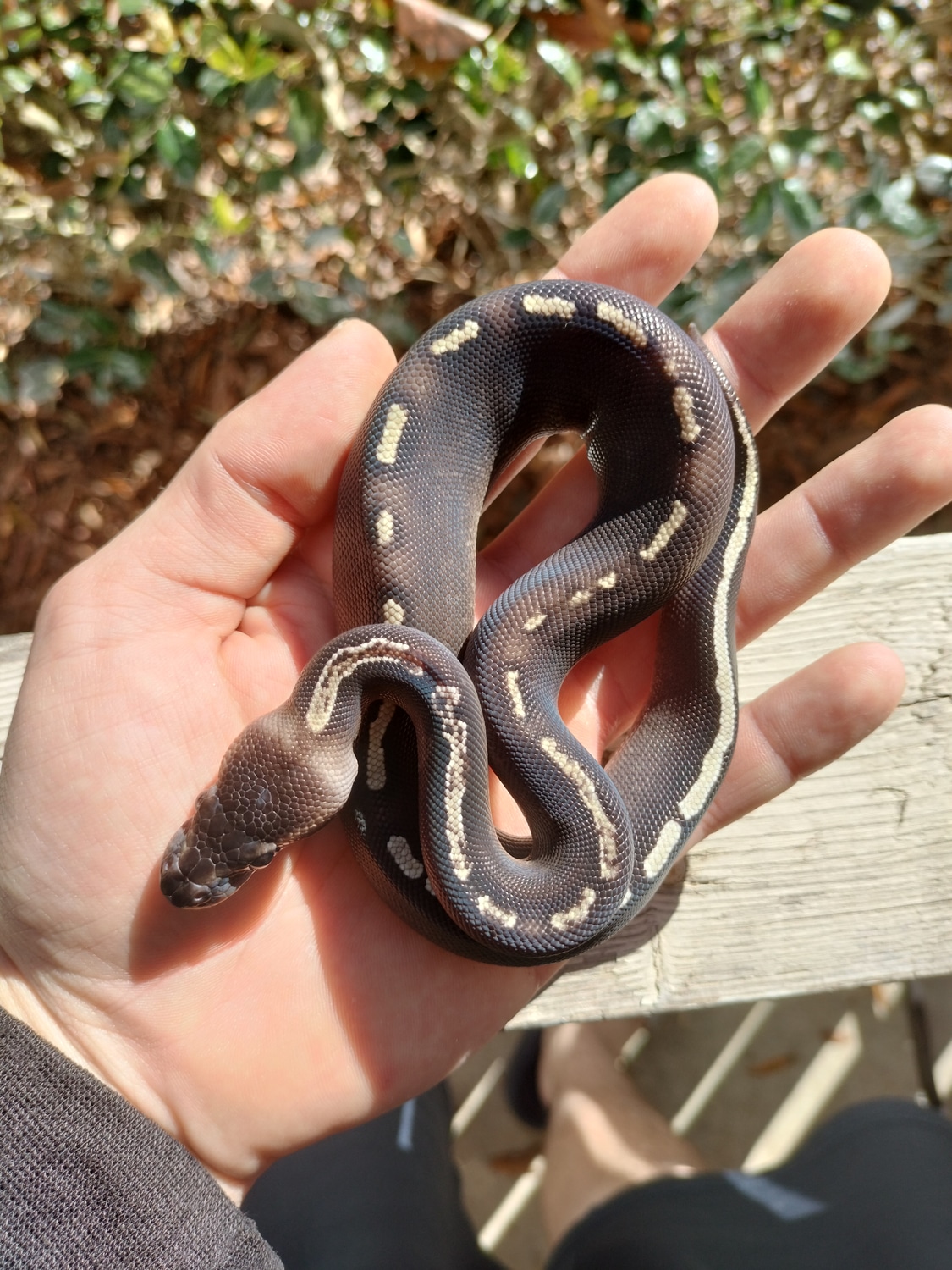 Ghi Mojave Ball Python by Huffman's Southern Bred Pythons - MorphMarket