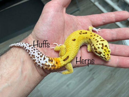 SpickandSpan 【CASTELLANO】leopard roafer Pastel Leopard Red Axanthic Het Pied Ball Python – TikisGeckos