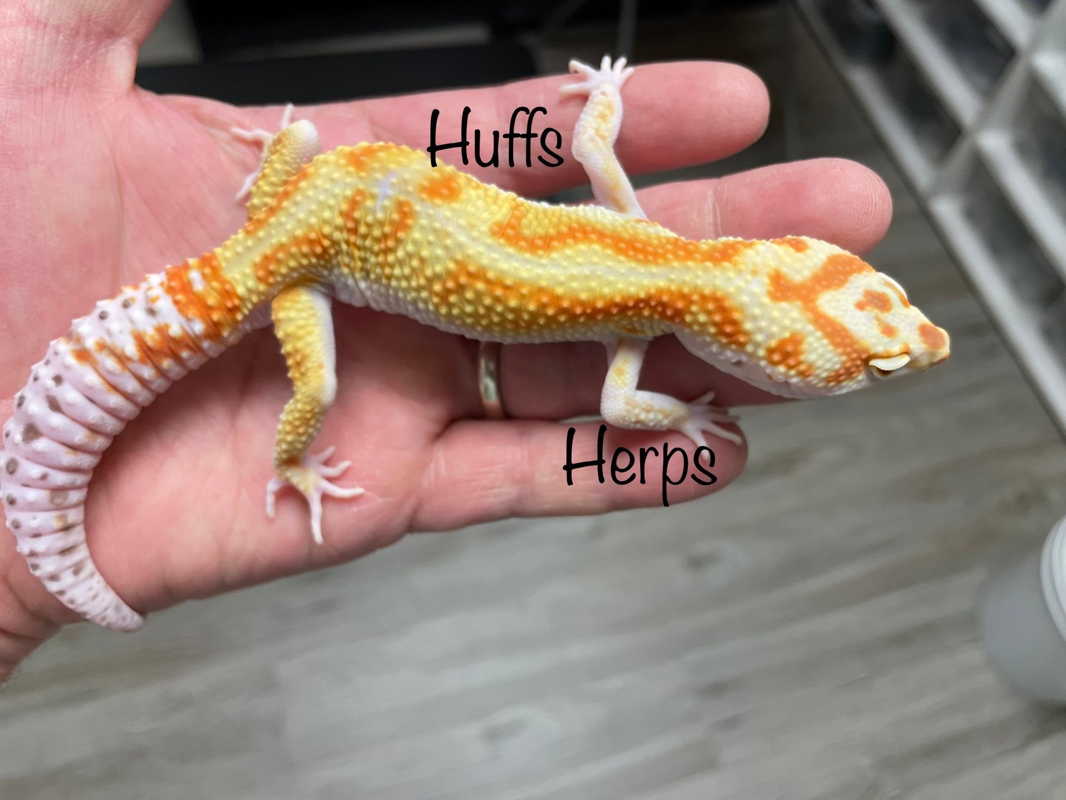 Tangerine W&Y Bell Pos Het Eclipse Leopard Geckos by Huffs