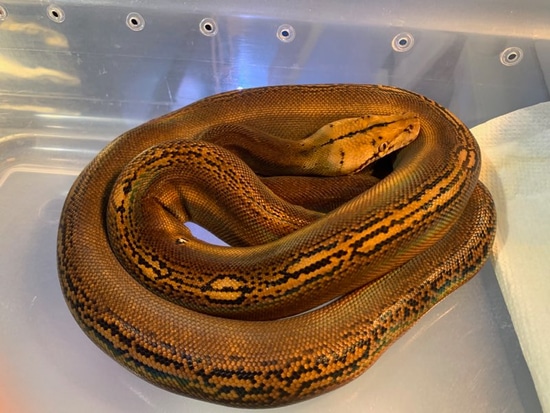 Goldenchild HOGS Reticulated Python by Coltons Colossal Retics