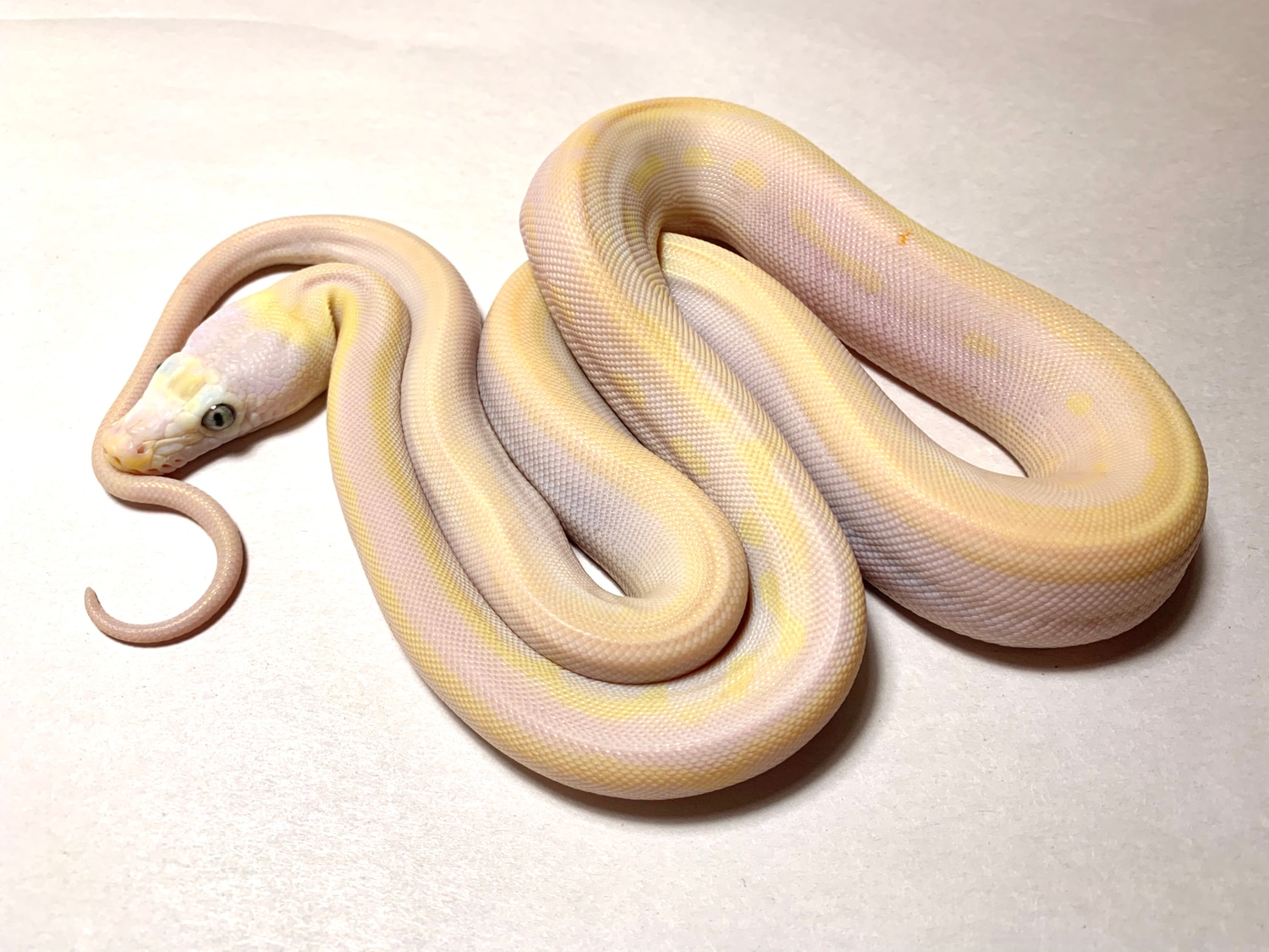 Cow Reticulated Python by Coltons Colossal Retics - MorphMarket