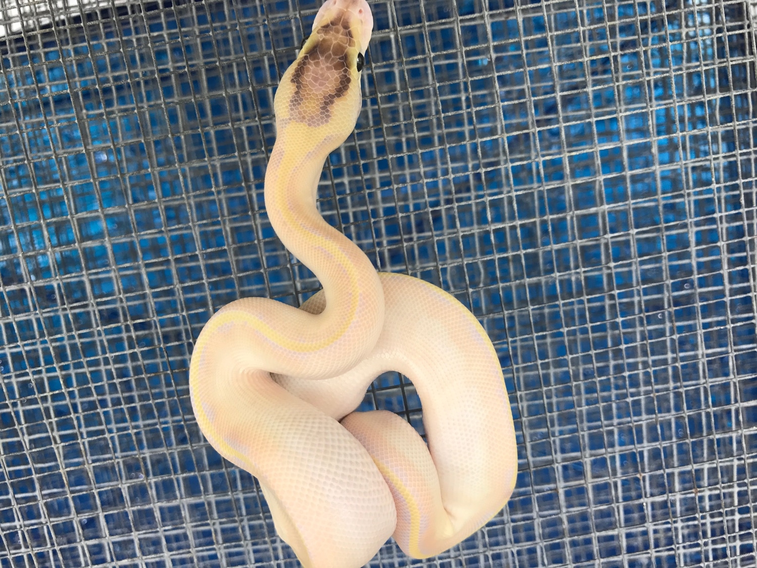 Ivory Het-Albino (Pos Enchi) Ball Python by Palumbo's Pythons & Boas ...