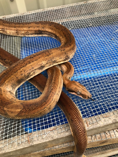 Super Hypo 100% Het Blood 100% Anery Type 2 (Proven Breeder) Boa ...