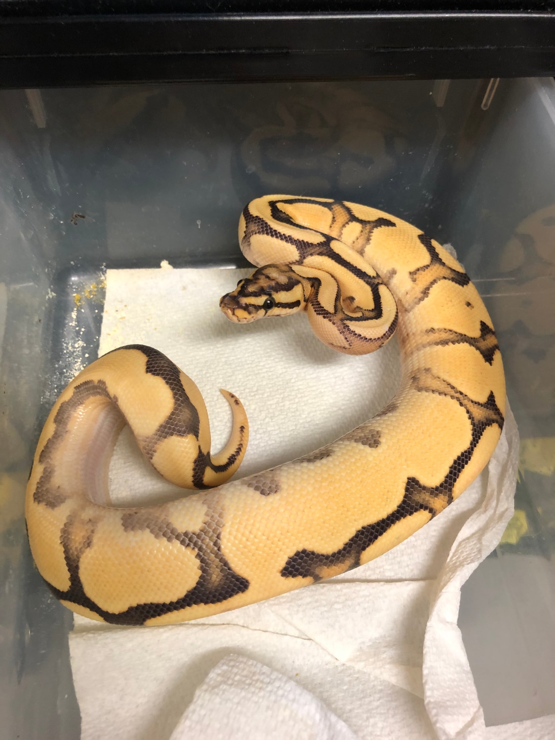 Enchi Fire Orange Dream Yellow Belly(Pos Super Enchi) Ball Python by ...