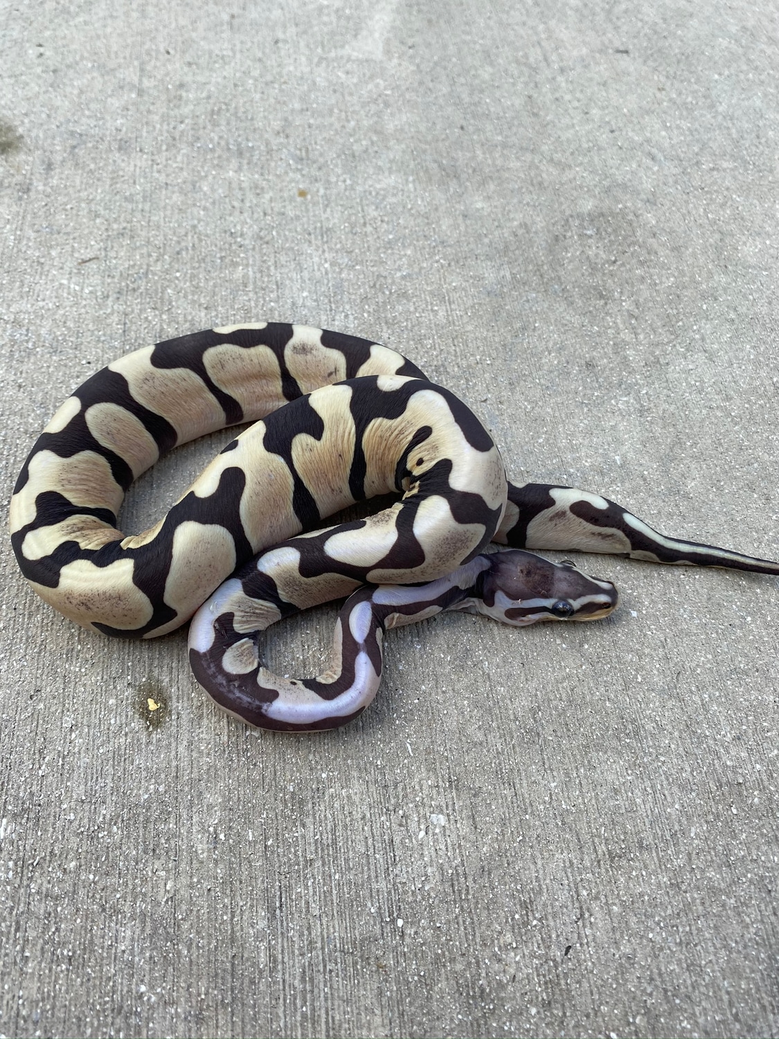 Scaleless Blade Ball Python by Palumbo's Pythons & Boas - MorphMarket