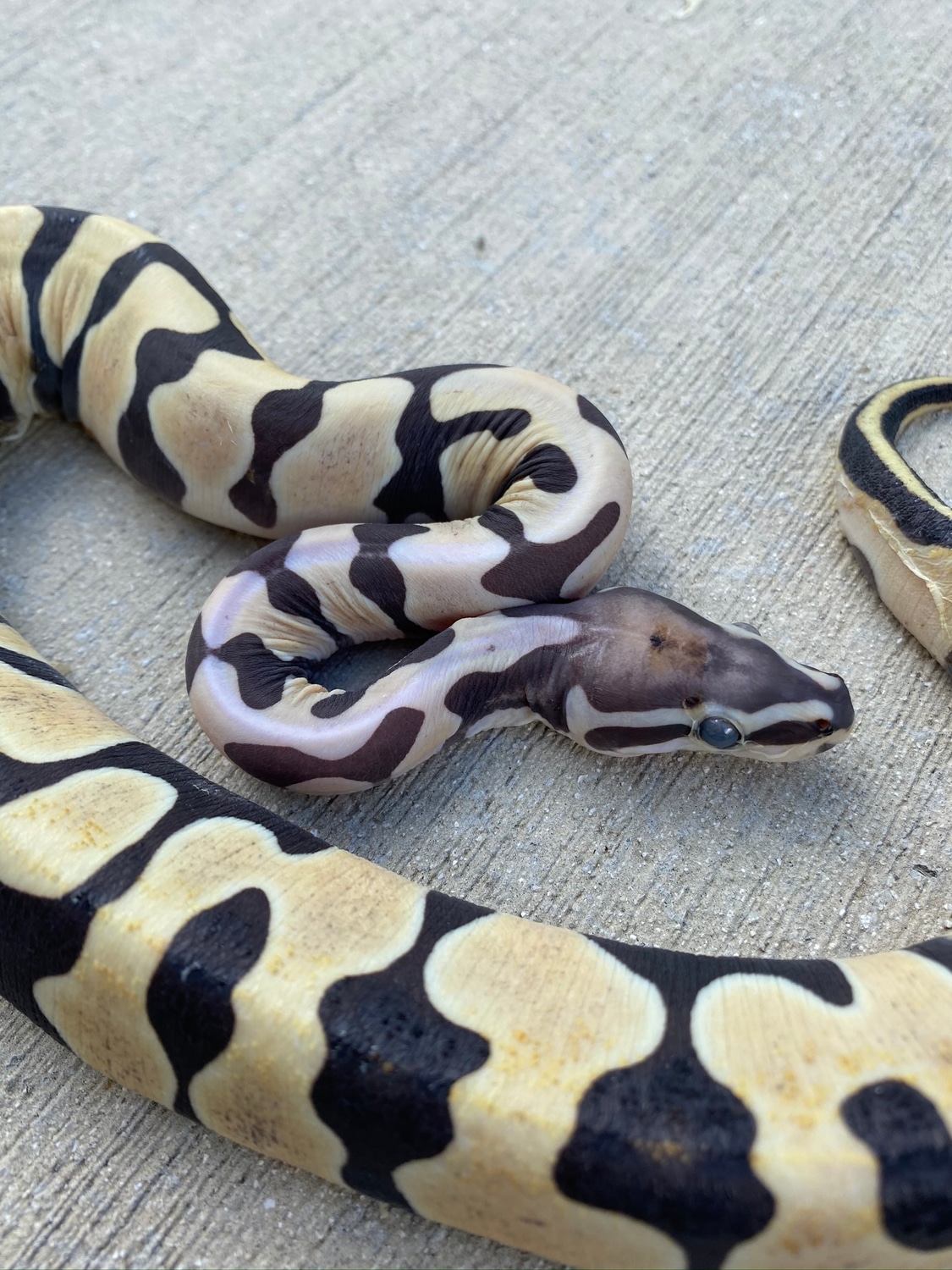 Scaleless Blade Ball Python by Palumbo's Pythons & Boas - MorphMarket