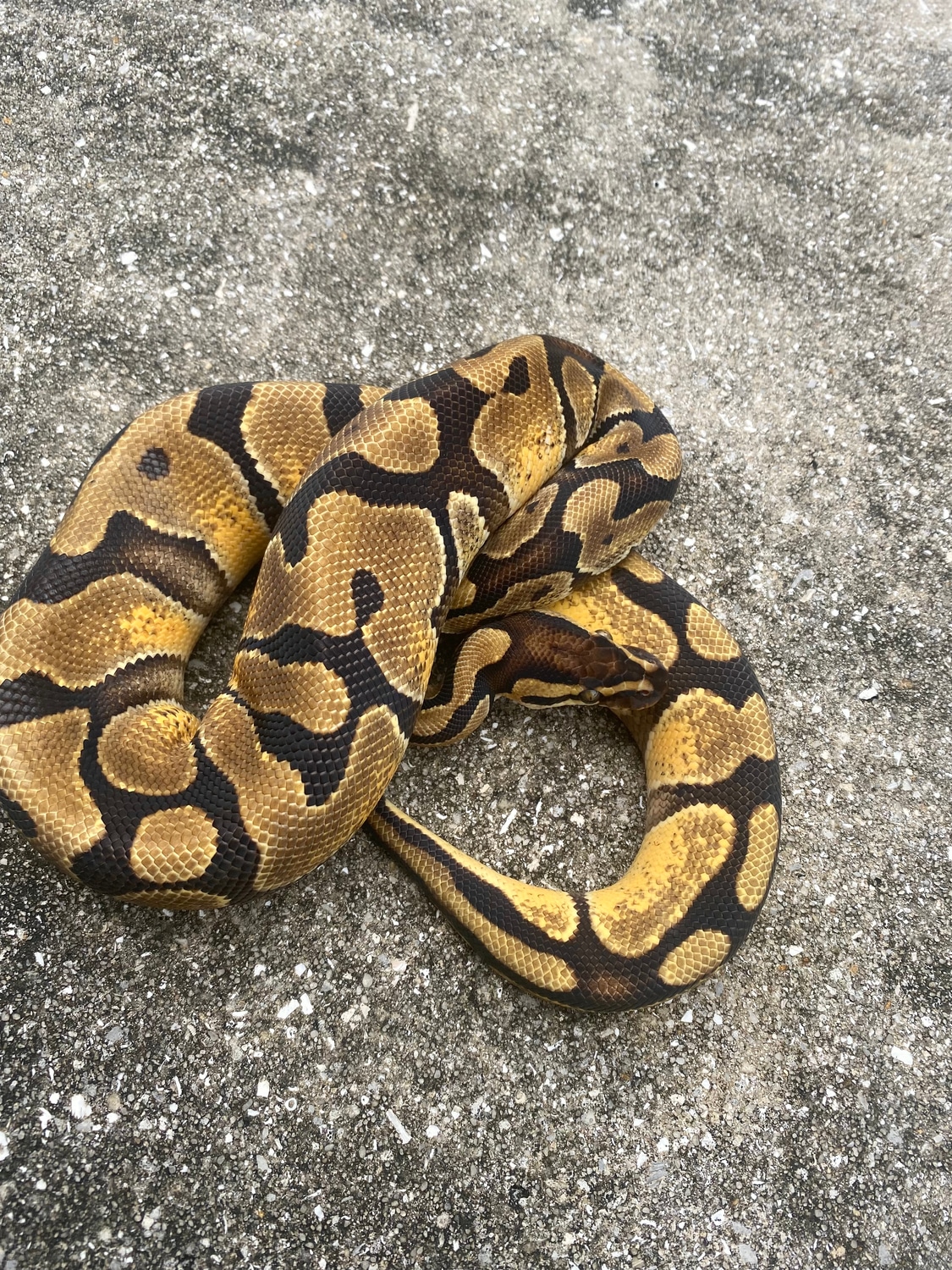 Enchi Disco 100% Het Hypo 66% Het Rainbow Ball Python by Palumbo's ...