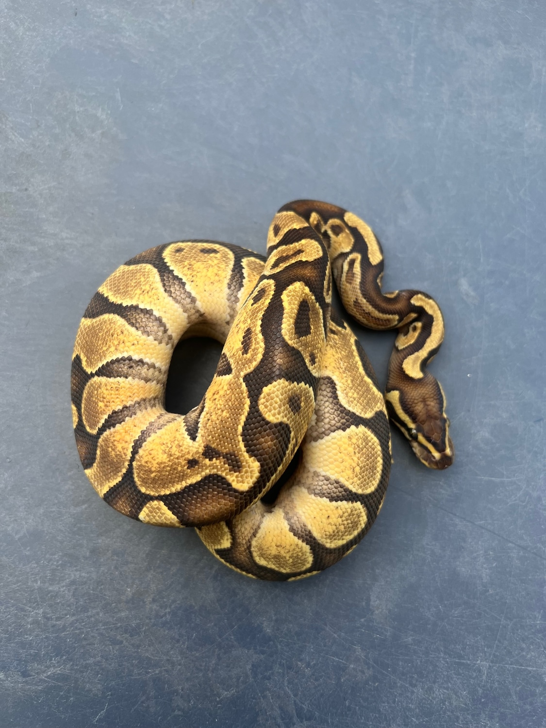 Enchi Disco (Pos Hurricane) 100% Het Hypo 66% Het Rainbow Ball Python ...