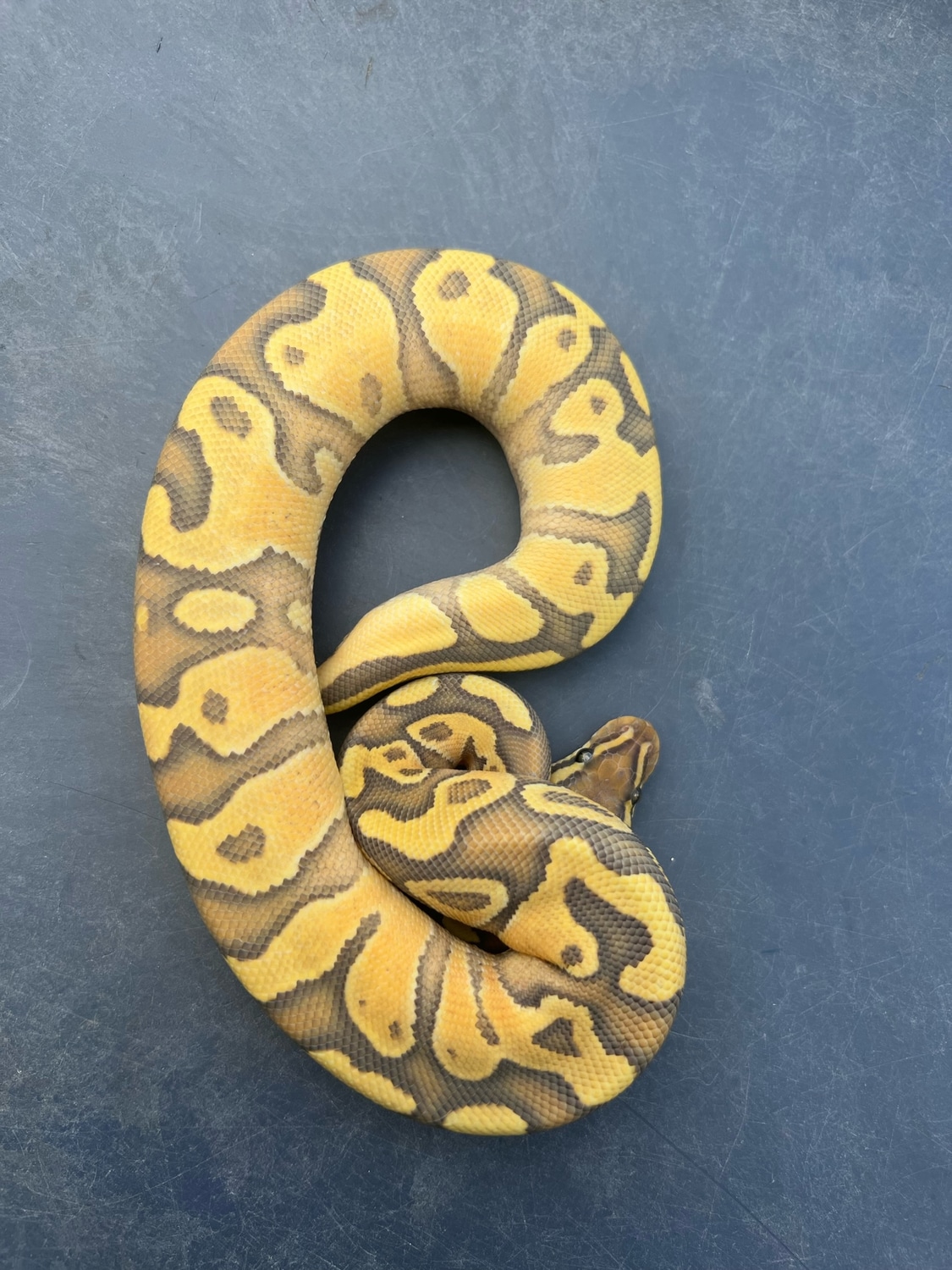Enchi Hypo Disco (Pos Hurricane) 66% Het Rainbow Ball Python by Palumbo ...