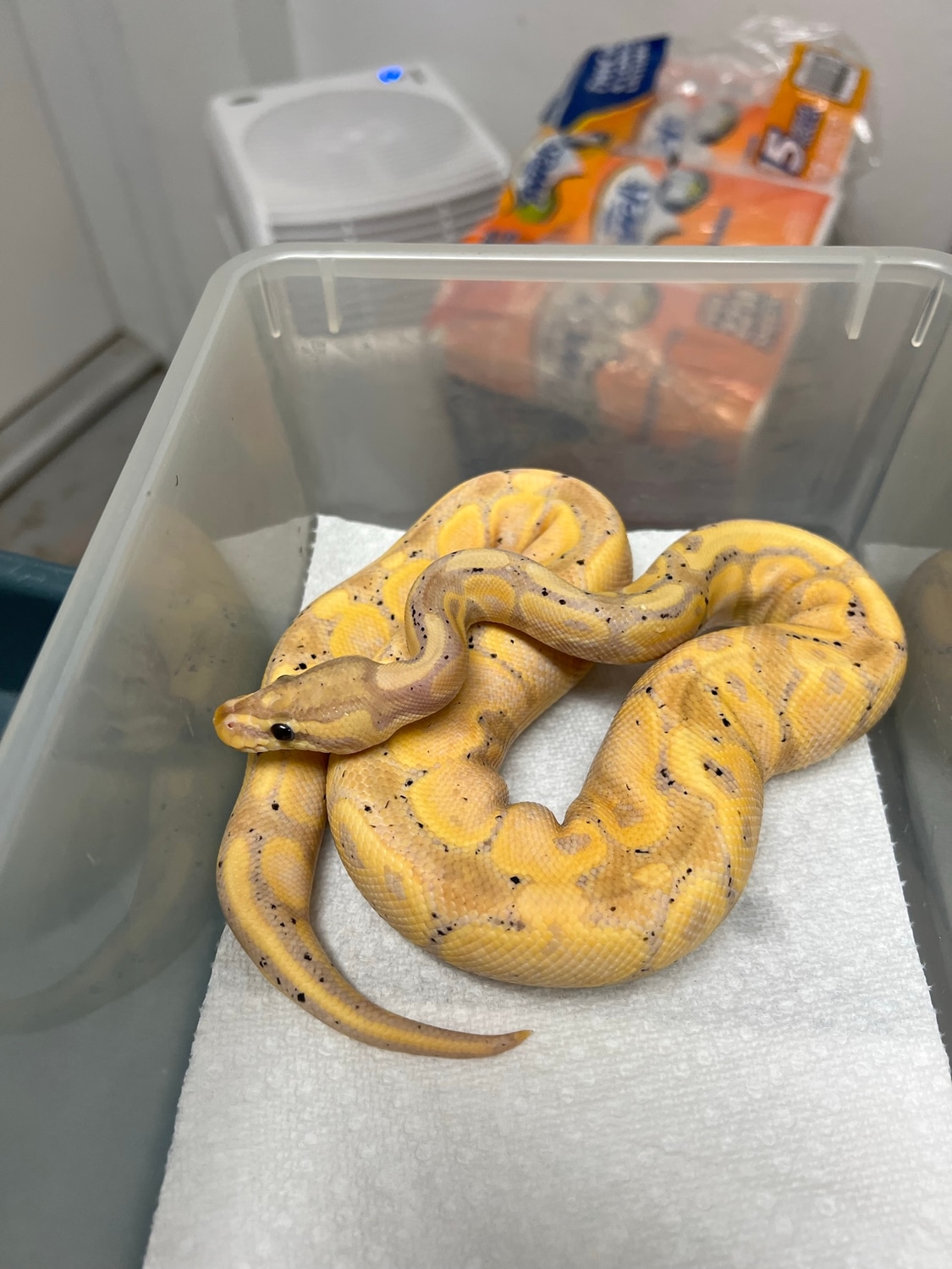 Banana Super Orange Dream Enchi YB Het Pied 50 Het Hypo Ball Python by