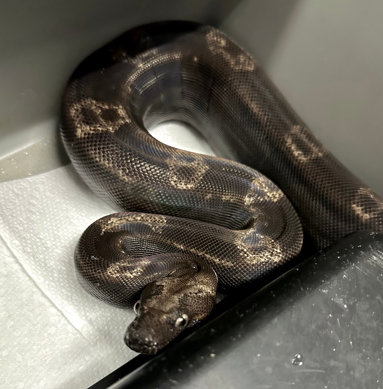 Img Motley Vpi T+ Boa Constrictor by Palumbo's Pythons & Boas - MorphMarket