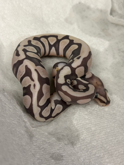 Super Microscale Het Clown Ball Python by Palumbo's Pythons & Boas